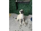 Adopt 56560315 a Pug, Mixed Breed