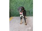 Adopt Ellie* a Rottweiler, Mixed Breed
