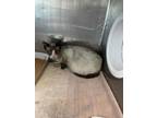 Adopt 55804138 a Siamese