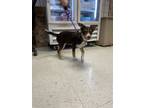 Adopt Cilla* a German Shepherd Dog, Mixed Breed