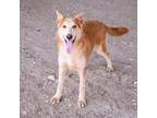 Adopt Ptero* a Australian Kelpie, Collie
