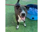 Adopt Lola a Pit Bull Terrier, Australian Cattle Dog / Blue Heeler