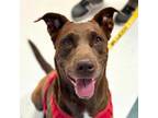 Adopt Jetta a Labrador Retriever, Mixed Breed