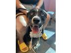 Adopt 56329986 a Husky, Mixed Breed