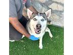 Adopt Raya* a Husky, Mixed Breed