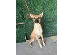 Adopt Laverne* a German Shepherd Dog, Belgian Shepherd / Malinois