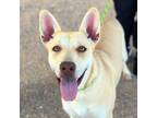 Adopt Bella a Labrador Retriever, Mixed Breed