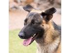 Adopt Elvira* a German Shepherd Dog, Mixed Breed