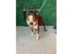 Adopt 56500156 a Boston Terrier, Mixed Breed