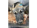 Adopt Lottie* a Siberian Husky, Mixed Breed