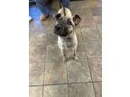 Adopt 56003388 a Belgian Shepherd / Malinois, Dutch Shepherd