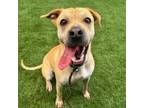 Adopt Shauntel a Shar-Pei, Mixed Breed