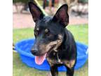 Adopt Twiggy a Australian Kelpie, Mixed Breed