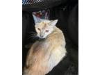 Adopt 56438673 a Siamese