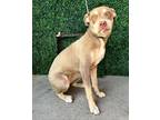 Adopt Periwinkle* a Pit Bull Terrier, Mixed Breed