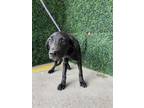 Adopt Tequila* a Labrador Retriever, Mixed Breed