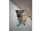 Adopt Naya a Shar-Pei, Mixed Breed