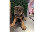 Adopt 55928429 a Rottweiler, Mixed Breed