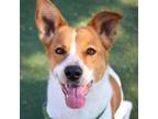 Adopt Lavender* a Border Collie, Shepherd