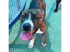 Adopt Vina* a Boxer, Mixed Breed