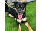 Adopt Beetle* a Greater Swiss Mountain Dog, Mixed Breed