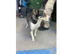 Adopt Belle* a Australian Shepherd, Mixed Breed