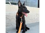 Adopt Sid a German Shepherd Dog, Mixed Breed