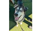 Adopt Veruca* a Husky, Mixed Breed