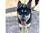 Adopt Sunday* a German Shepherd Dog, Mixed Breed