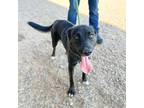 Adopt Cranberry* a Dutch Shepherd, Mixed Breed