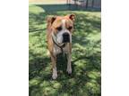 Adopt Mona a Boxer, Mixed Breed