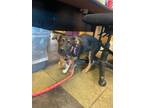Adopt 56295267 a German Shepherd Dog, Mixed Breed