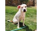 Adopt Mocha a Boxer, Mixed Breed