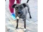 Adopt Cinnamon* a German Shepherd Dog, Mixed Breed