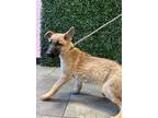 Adopt Alibi a German Shepherd Dog, Mixed Breed