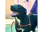 Adopt Emerald* a German Shepherd Dog, Mixed Breed