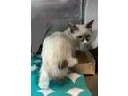 Adopt Sonya Blade a Siamese
