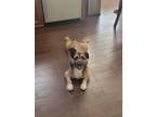 Adopt 56321489 a Cardigan Welsh Corgi, Mixed Breed
