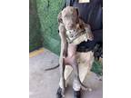 Adopt 56310310 a Pit Bull Terrier, Mixed Breed