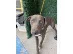 Adopt Anna a Labrador Retriever, Mixed Breed