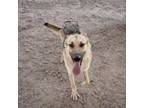 Adopt Sabrina* a German Shepherd Dog, Mixed Breed