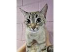 Adopt 56154580 a Siamese