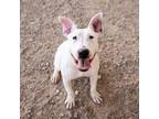 Adopt Bubbles* a Bull Terrier, Mixed Breed