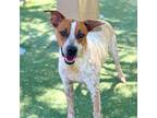 Adopt Bingo* a Australian Cattle Dog / Blue Heeler, Mixed Breed