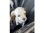 Adopt 56353678 a Shih Tzu, Miniature Poodle