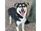 Adopt Reina* a Siberian Husky, Mixed Breed