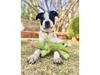 Adopt Precious a Pit Bull Terrier, Pointer