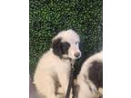 Adopt 56443480 a Great Pyrenees, Mixed Breed
