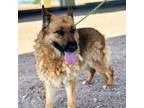 Adopt NIA a German Shepherd Dog, Mixed Breed