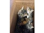 Adopt 55979658 a Domestic Medium Hair